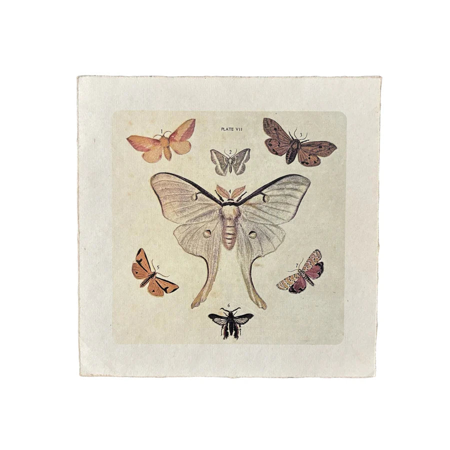 8"x8" Dancing Moths - Flora & Fauna Collection