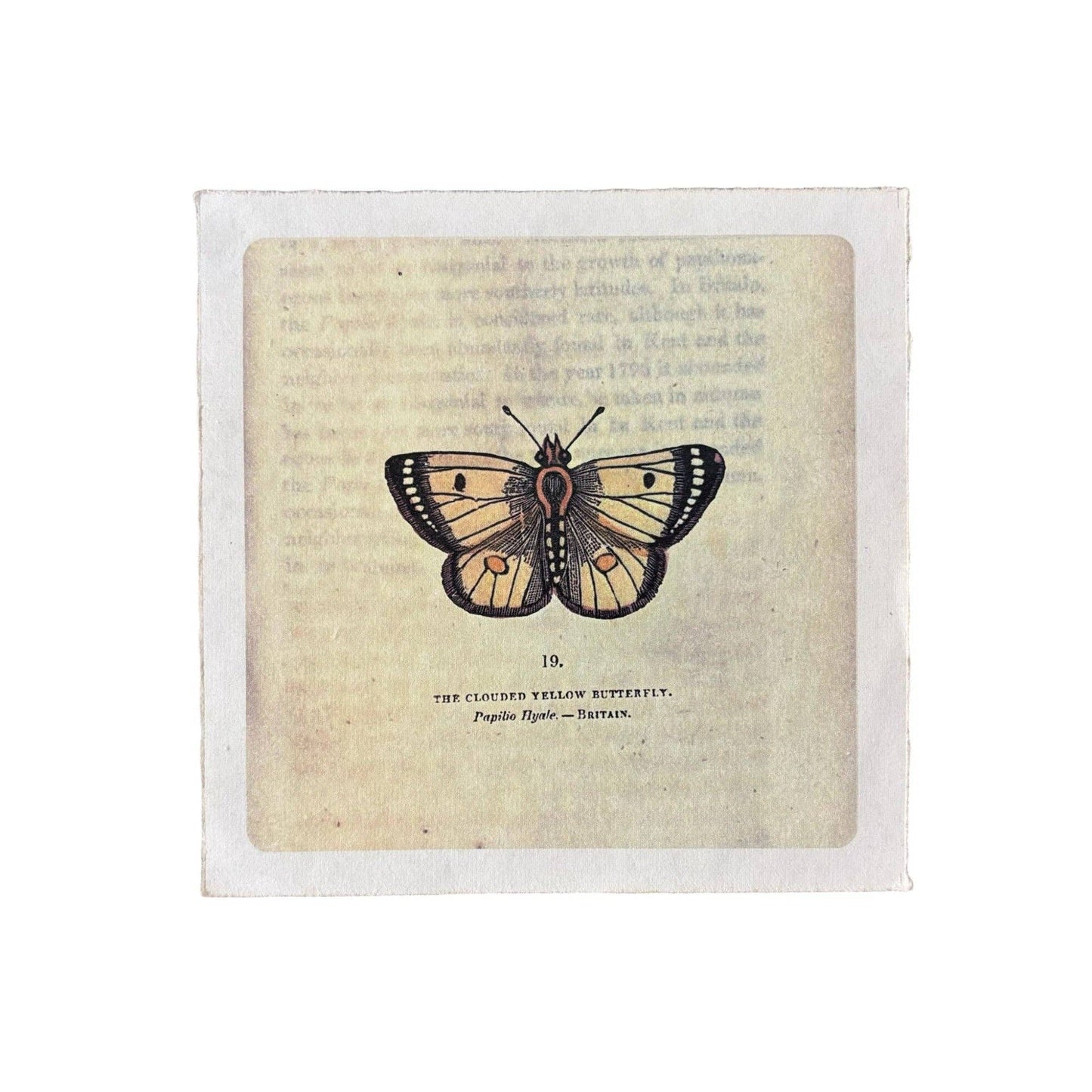 Flora & Fauna Collection - Yellow Butterfly