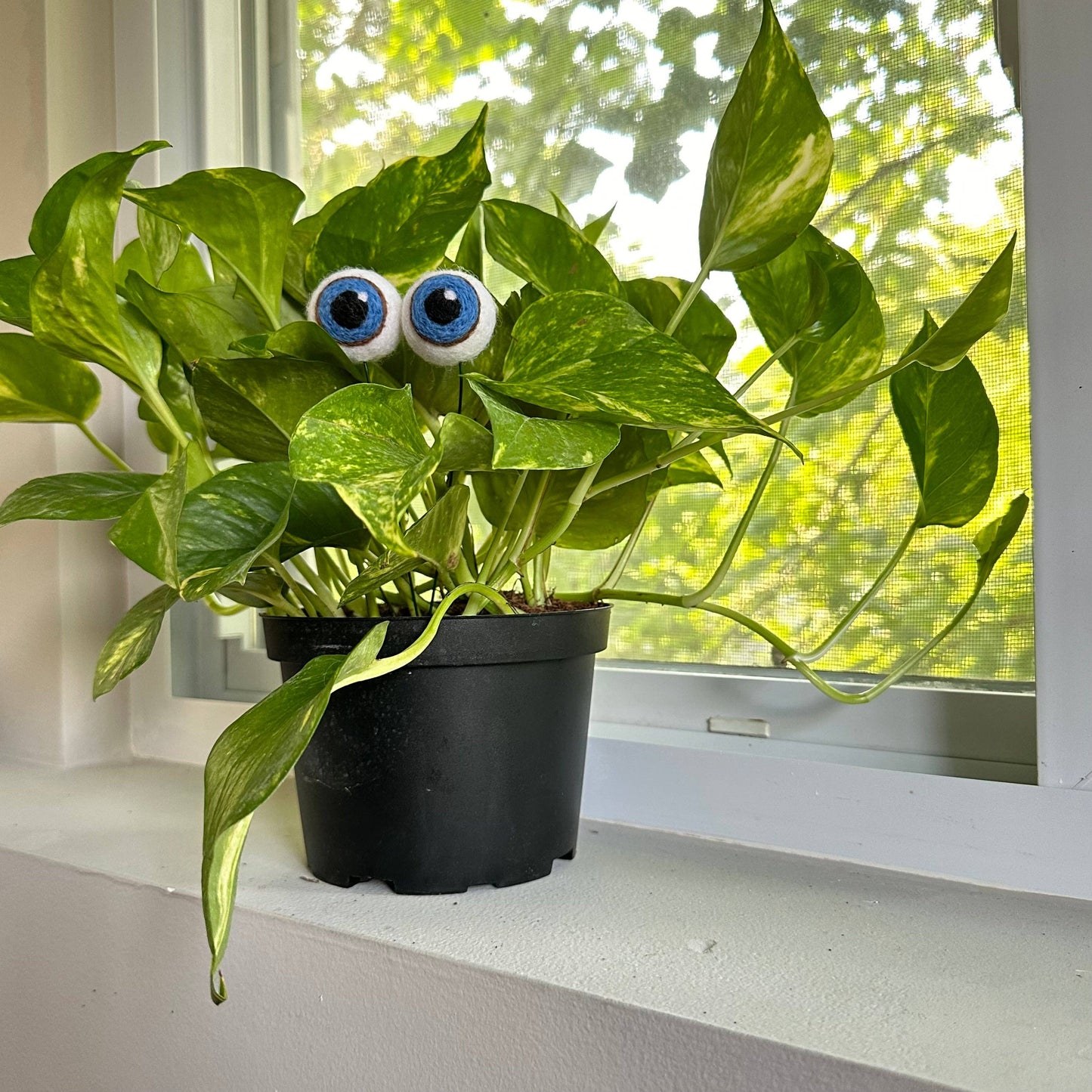 Plant Eyeballs