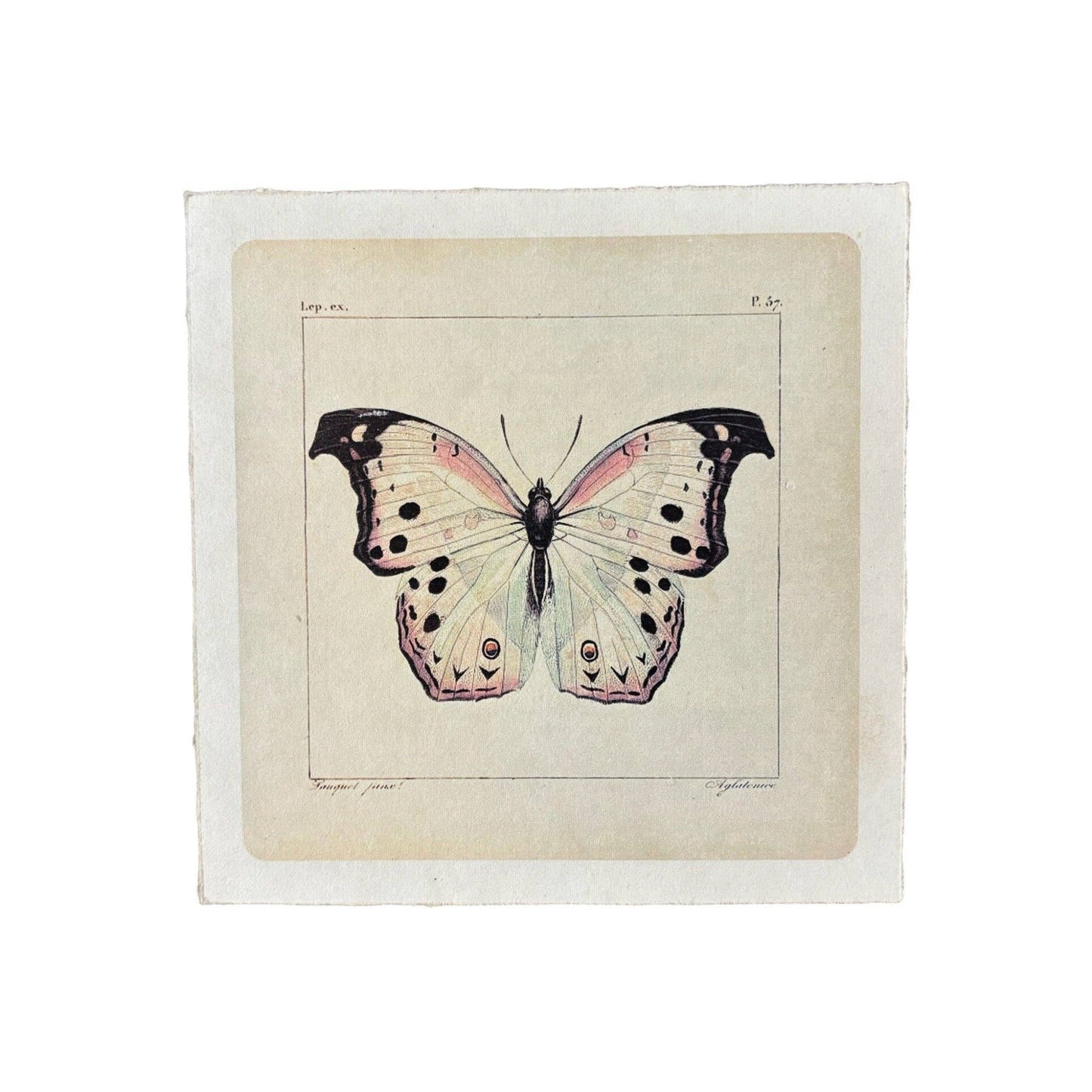 Flora & Fauna Collection - White Butterfly