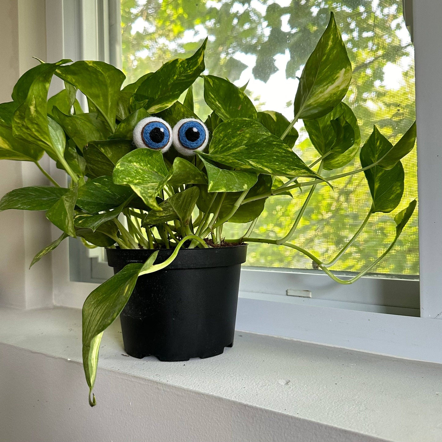 Plant Eyeballs