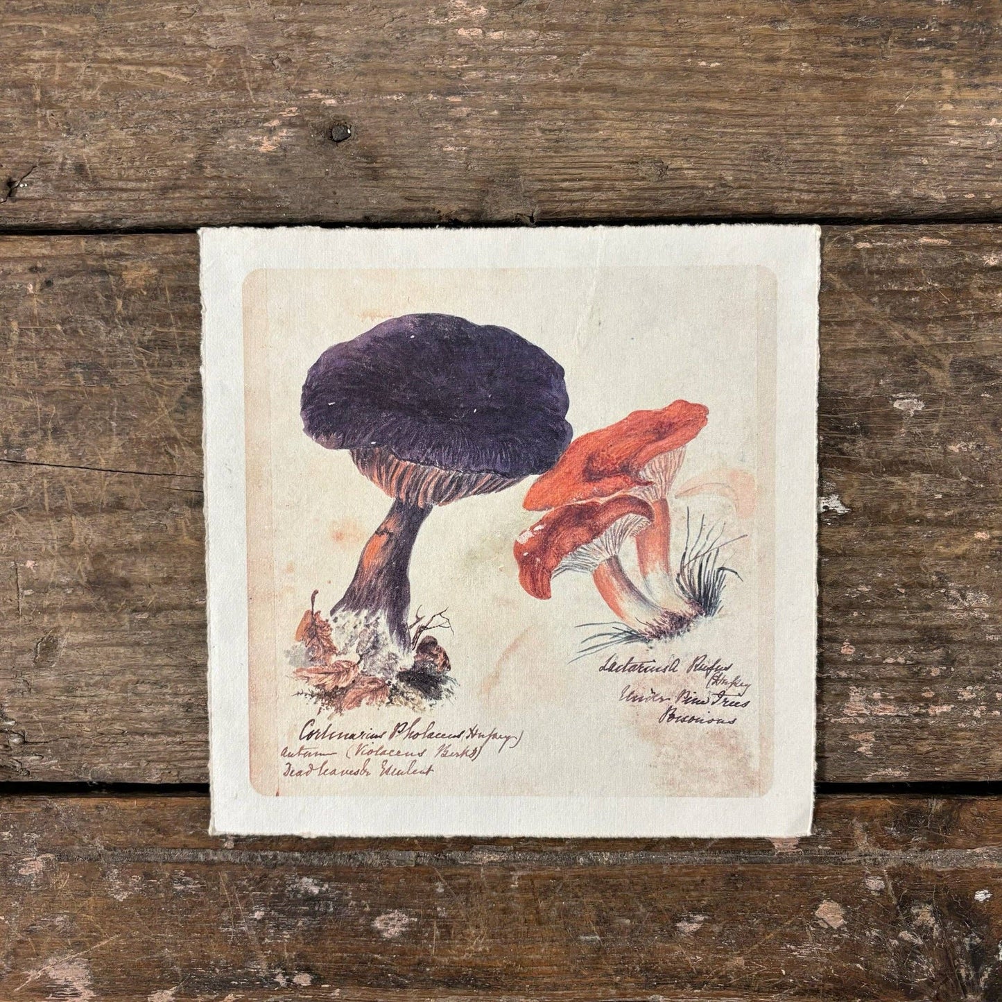 Flora & Fauna Collection - Shroom Trio