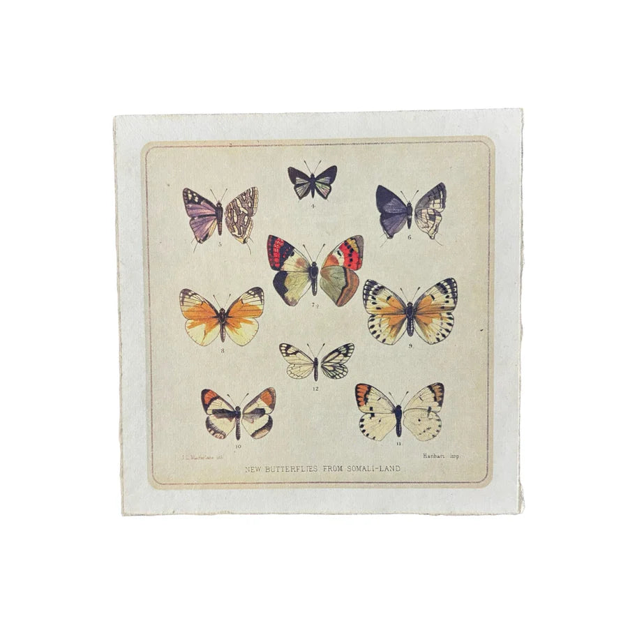 8"x8" Butterfly Cluster - Flora & Fauna Collection