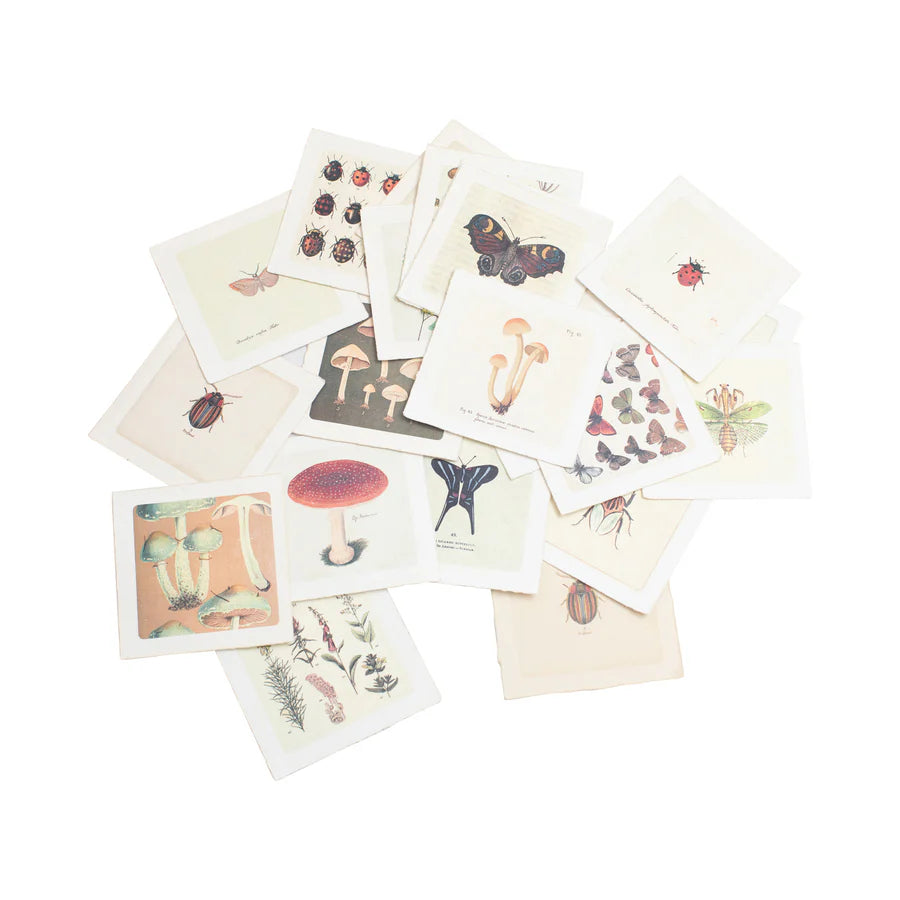 Flora & Fauna Collection - Assorted (5"x5")