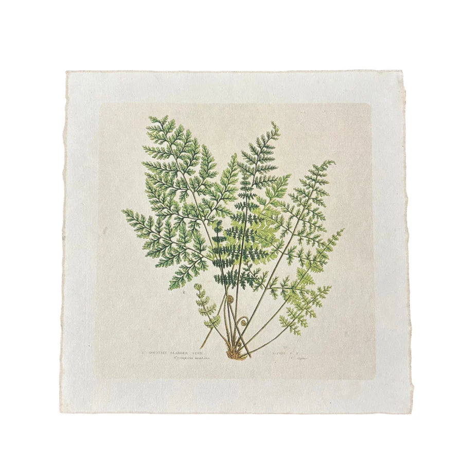 Fern Bunch - Flora & Fauna Collection