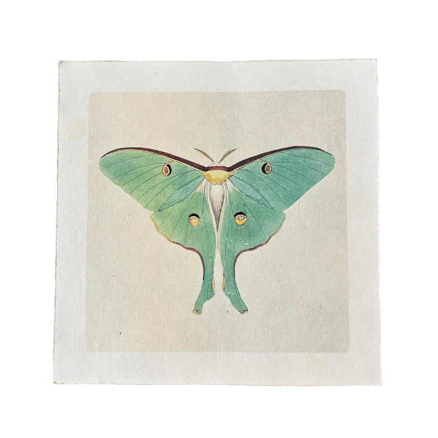 Green Luna Moth - Flora & Fauna Collection
