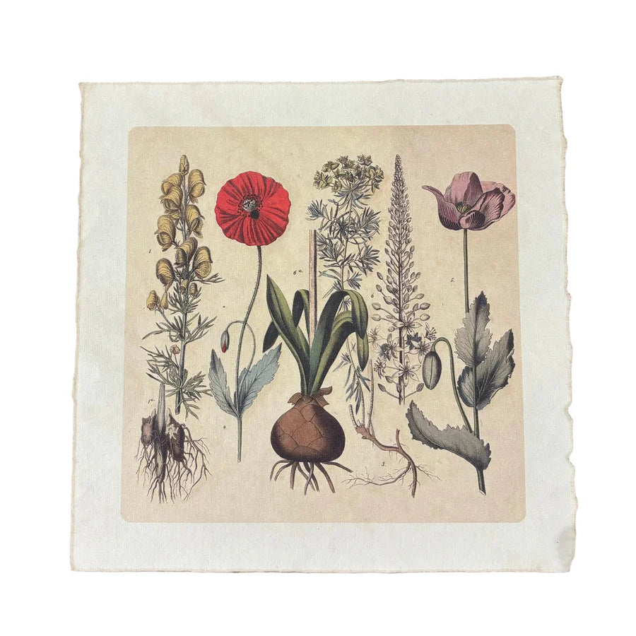 Root Bunch - Flora & Fauna Collection