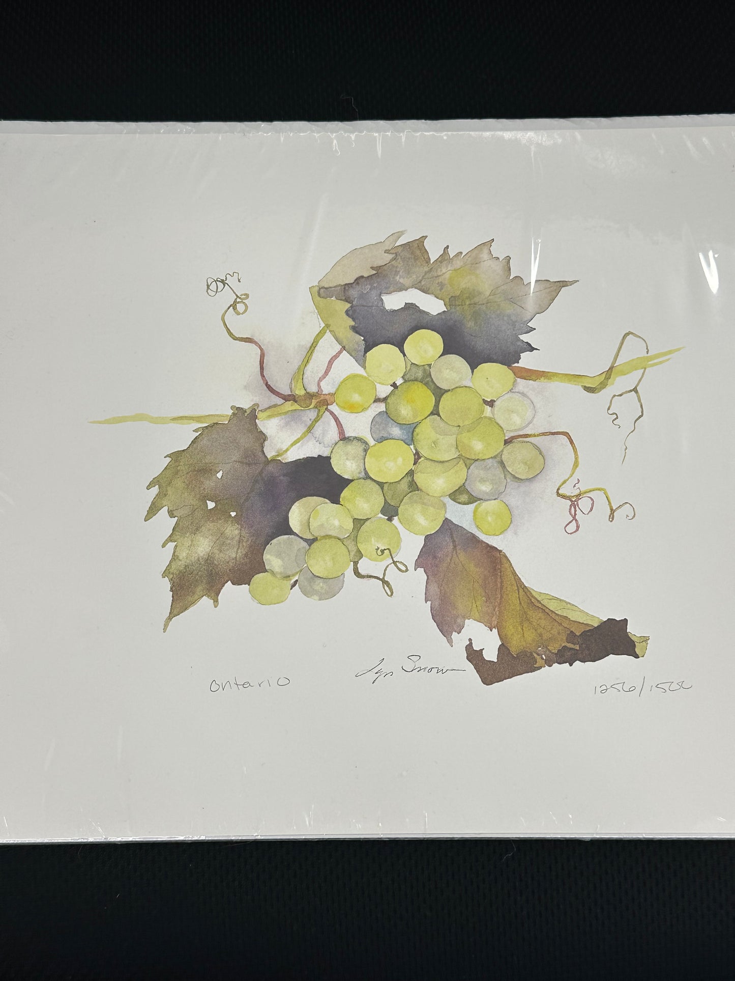 Lyn Snow - Print - $29.00
