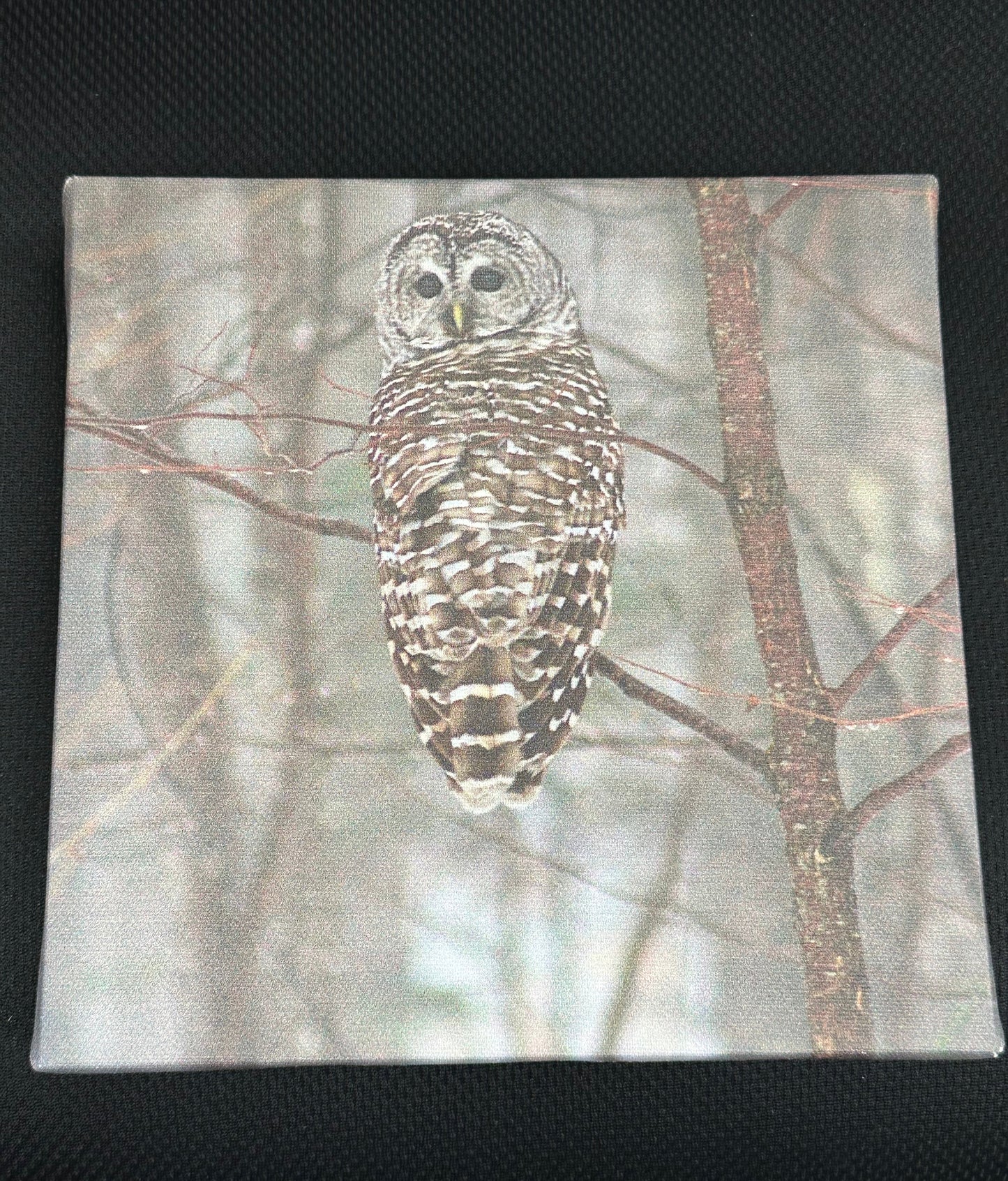Owl Photograph - Canvas