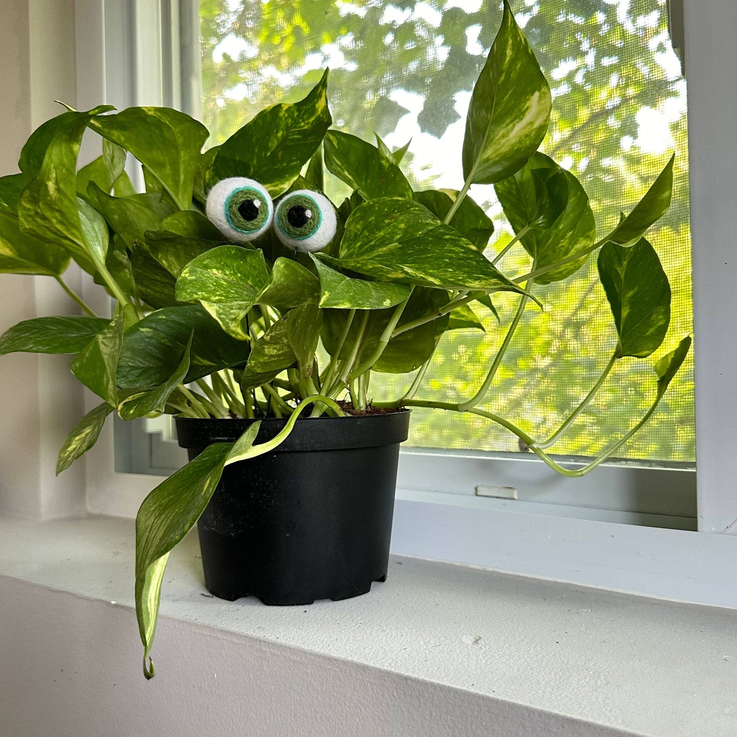 Plant Eyeballs