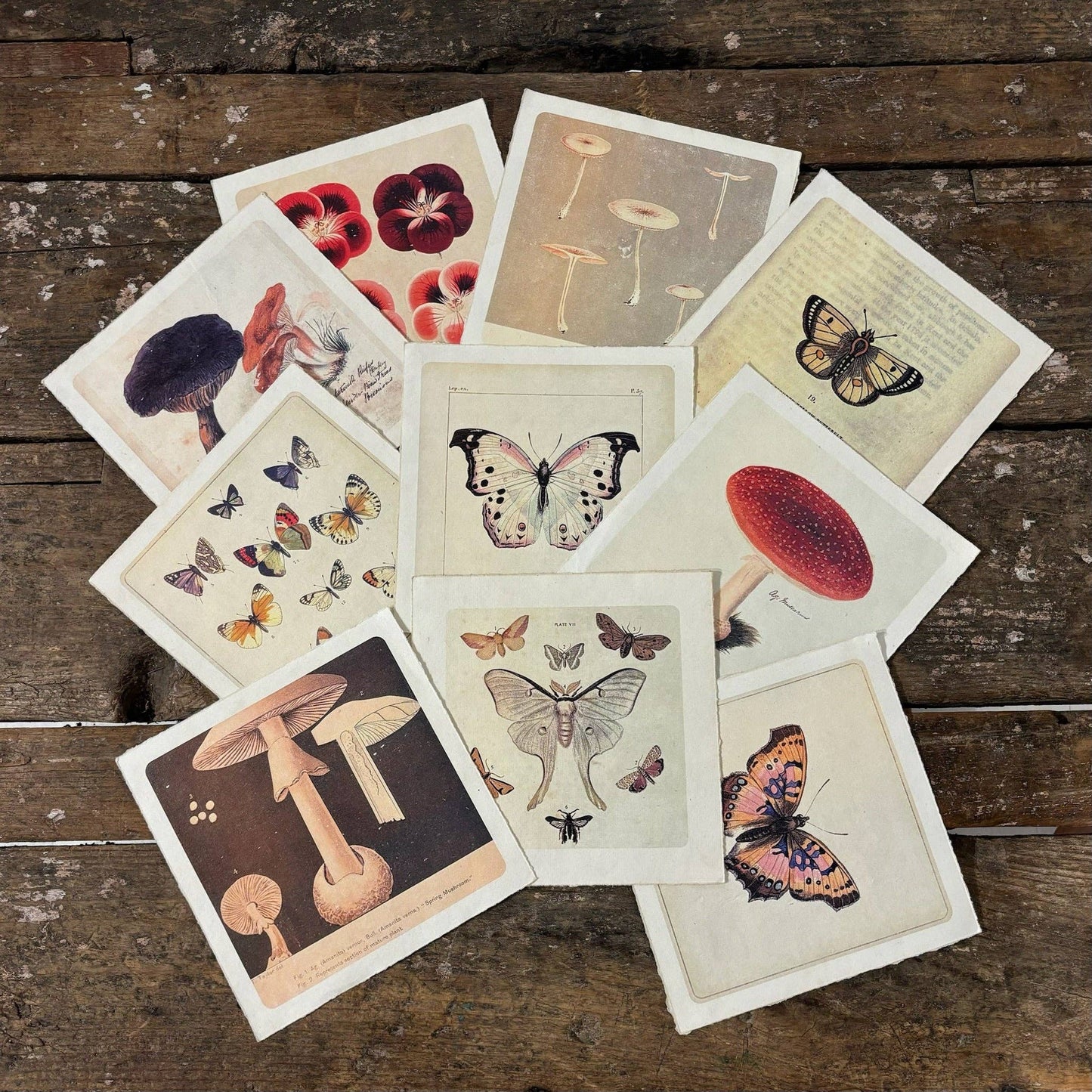 Flora & Fauna Collection - Yellow Butterfly
