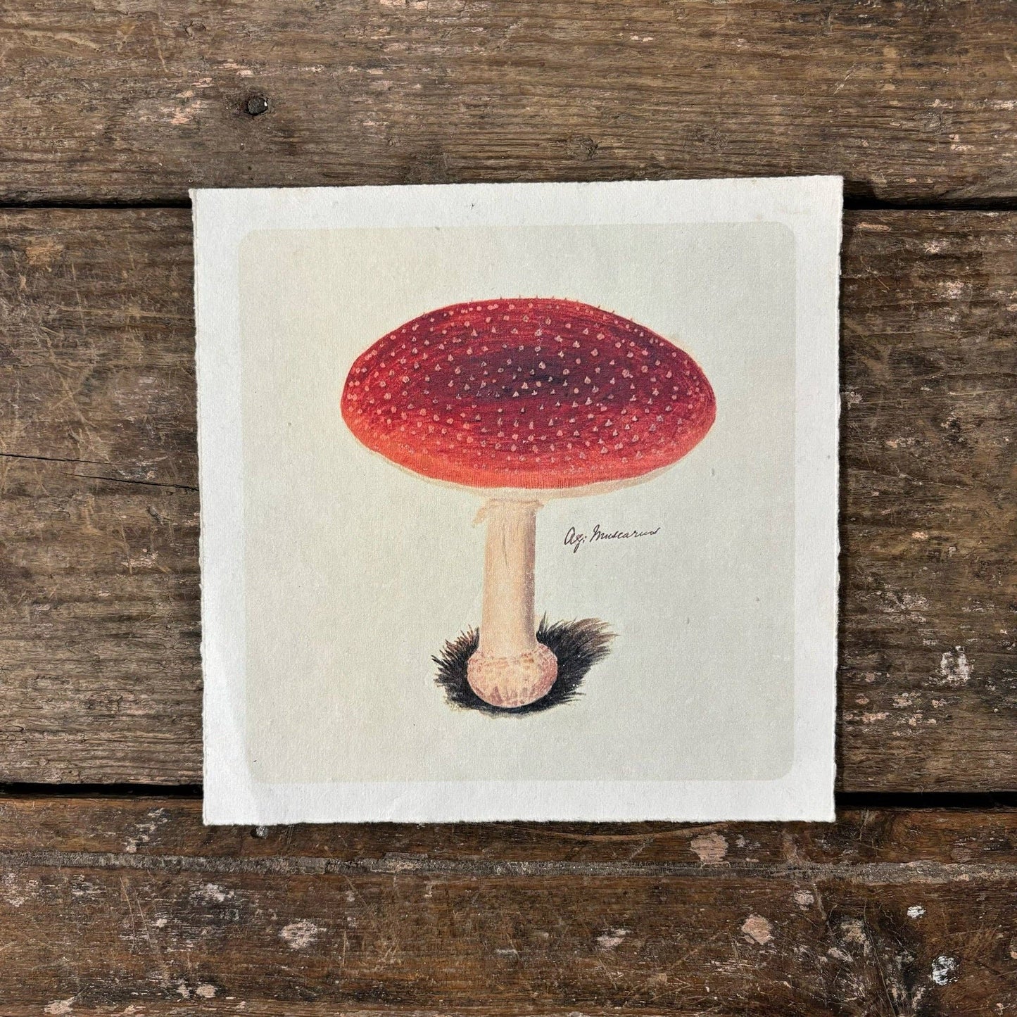 Flora & Fauna Collection - Classic Shroom