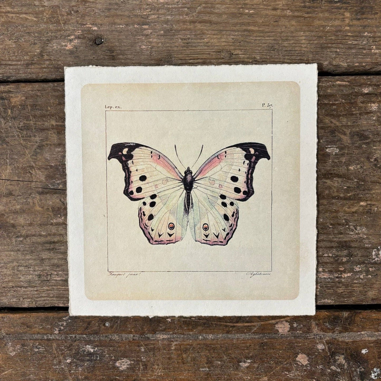 Flora & Fauna Collection - White Butterfly