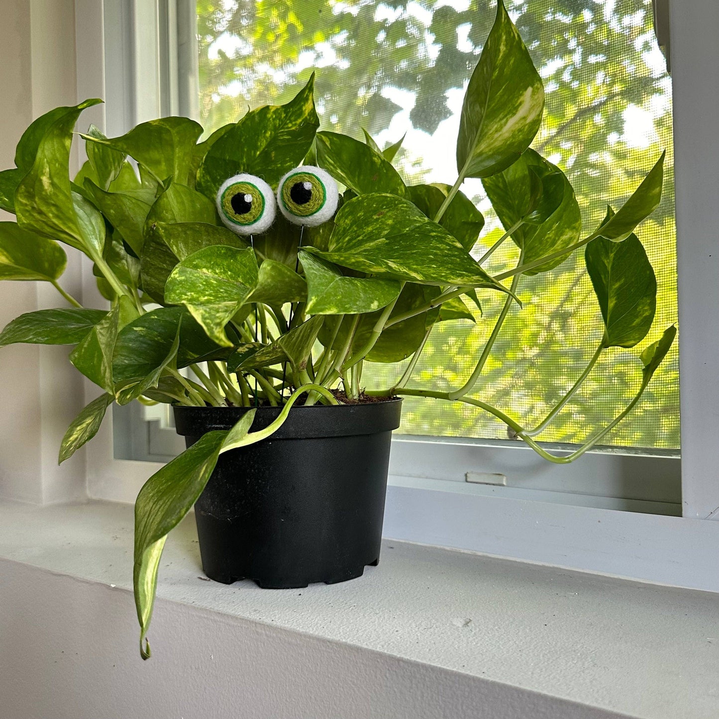 Plant Eyeballs