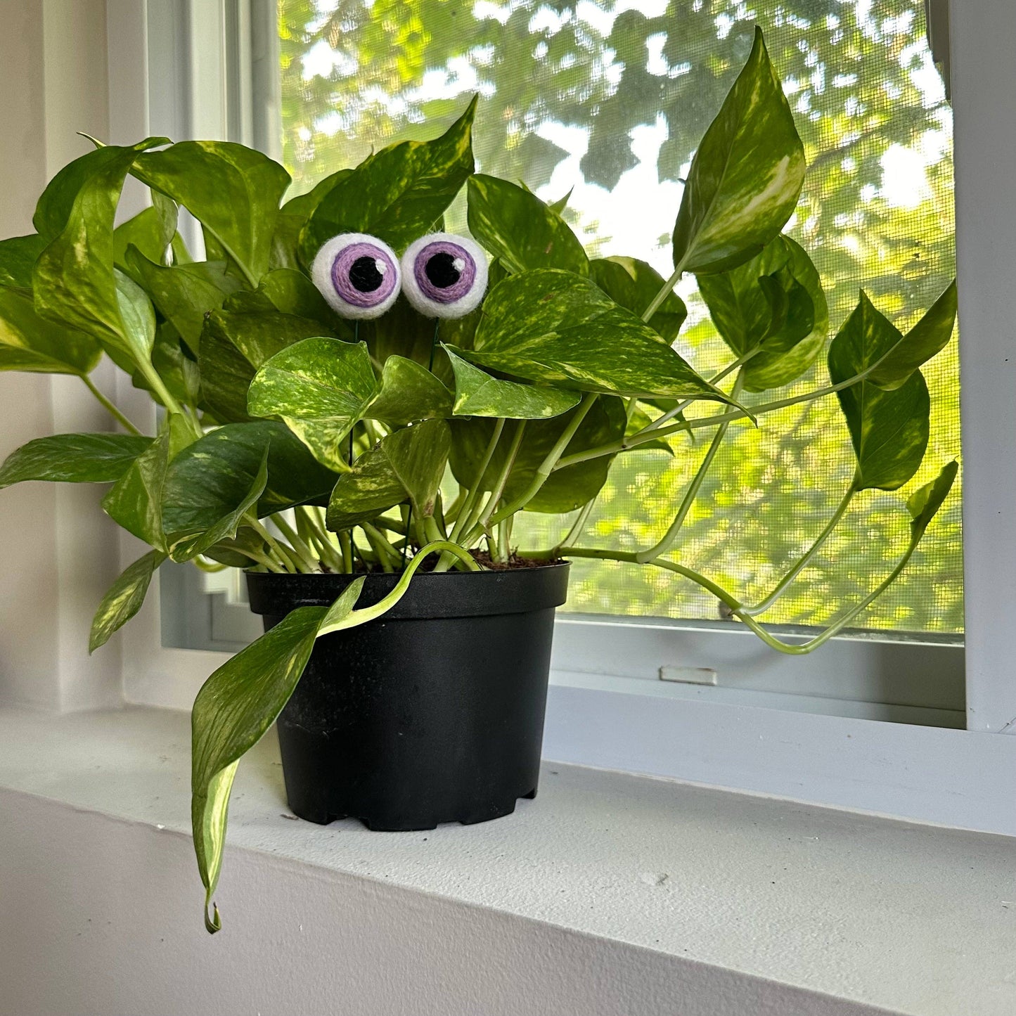 Plant Eyeballs