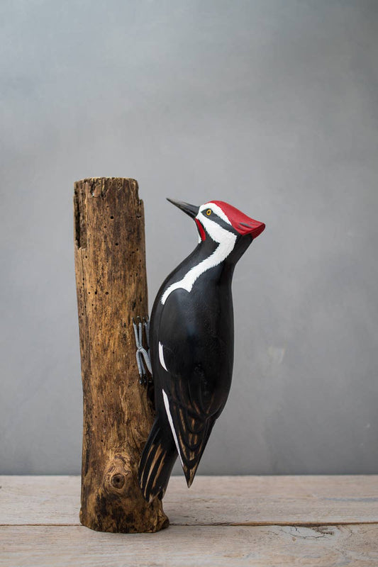 Woodpecker - Pileated