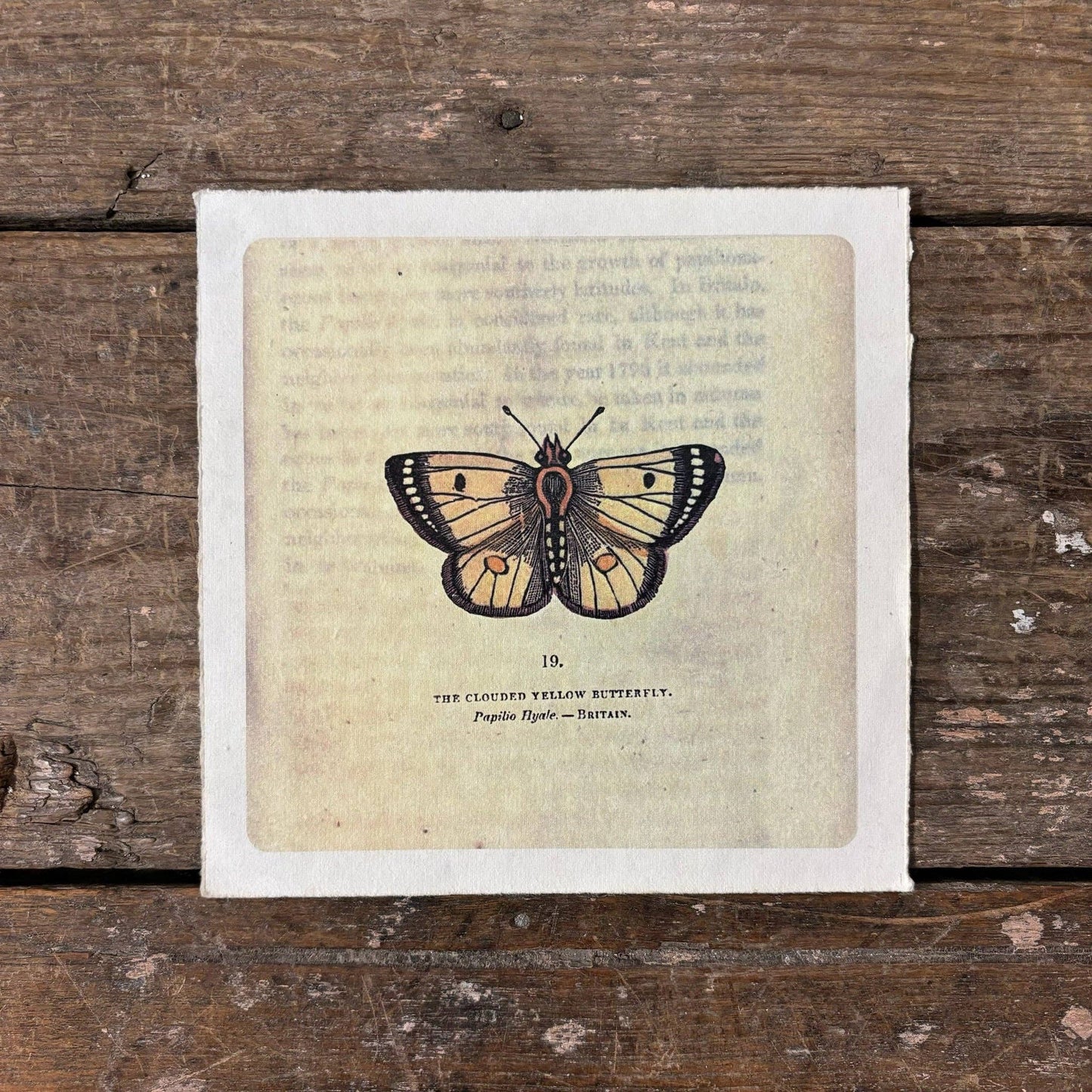 Flora & Fauna Collection - Yellow Butterfly