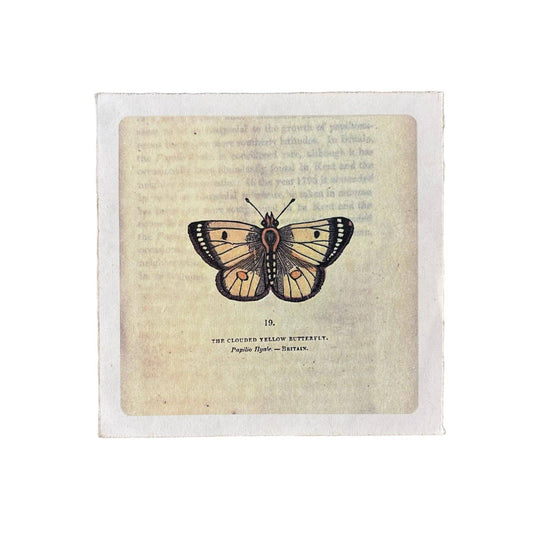 Flora & Fauna Collection - Yellow Butterfly