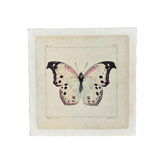 Flora & Fauna Collection - White Butterfly
