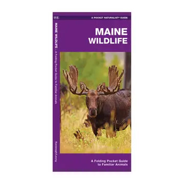 Maine Wildlife