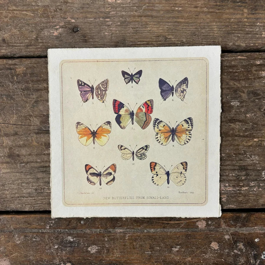 8" x 8" Butterfly Cluster - Flora & Fauna Collection