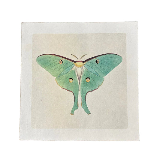 Green Luna Moth - Flora & Fauna Collection