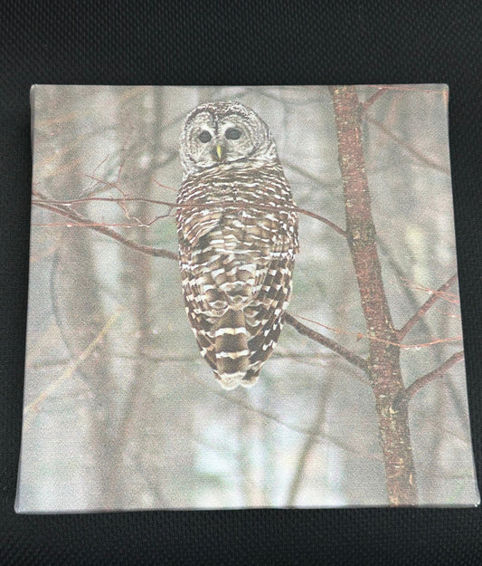 Owl Photograph - Canvas