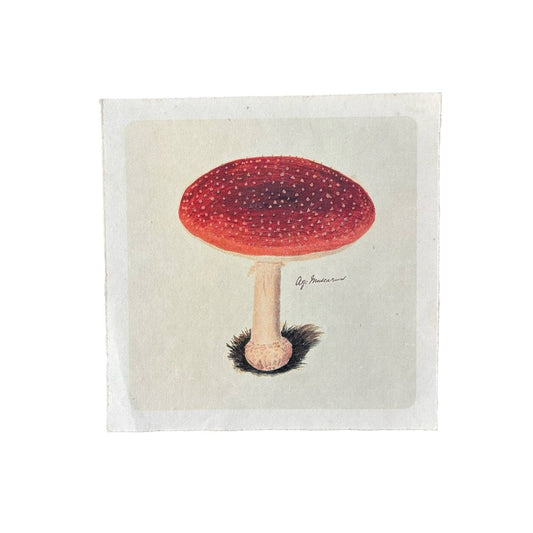 Flora & Fauna Collection - Classic Shroom