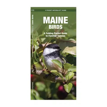 Maine Birds