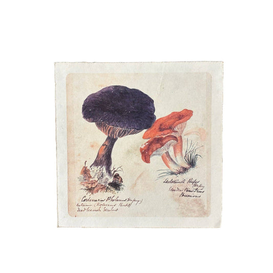 Flora & Fauna Collection - Shroom Trio
