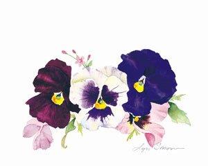 Lyn Snow - Mini Pansy Print