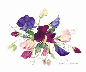 Lyn Snow - Mini Sweet Pea Print